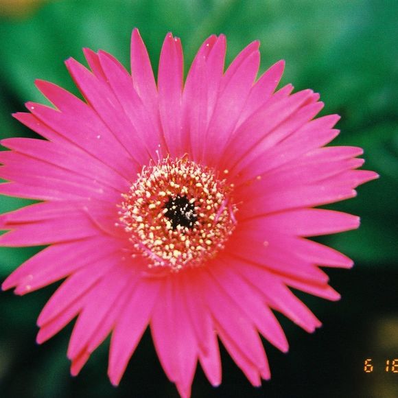 rosalindapen503